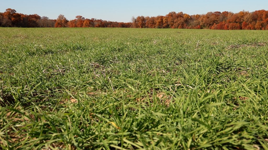 Rye cover crop in a field, with autumn-hued trees in the background.