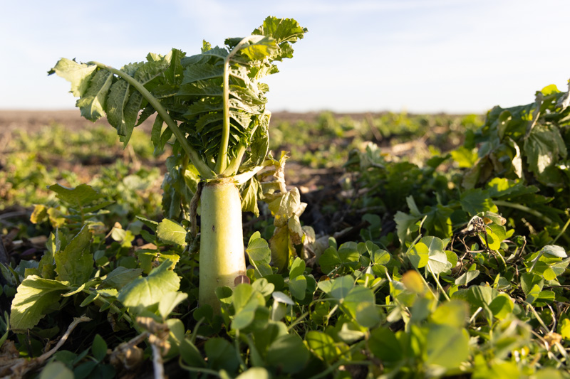 A light green radish popping high out of the ground, growing with other cover crops in a field on Steve Stierwalt's farm.