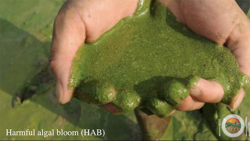 Hands scooping up green algae in a harmful algal bloom.