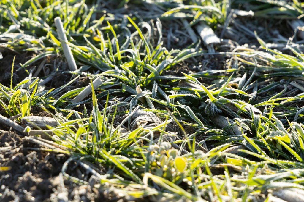 Frosty cover crop grasses