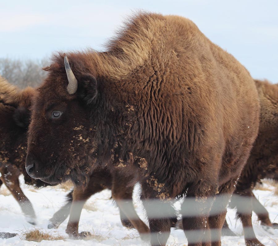 Bison with snow on field behind.