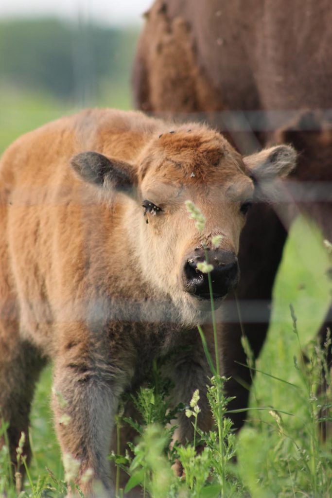 Buffalo calf with green field behind
