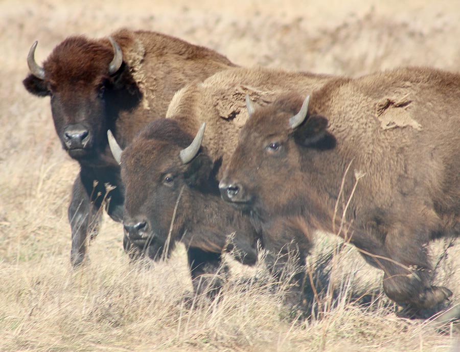 Three buffalo walk on pasture