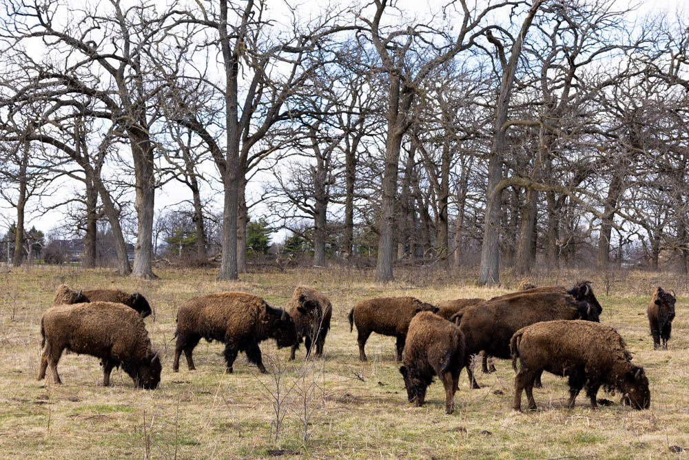 Buffalo graze with treeless oak behind.