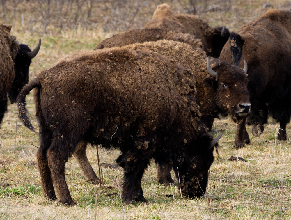 Brown buffalo with winter coats grazing.